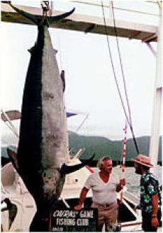 Australian record and Heaviest fish for Cairns 1971 season