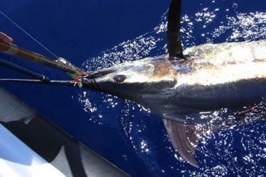 Madeira Island's Fish