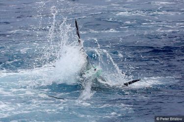 Madeira Blue Marlin