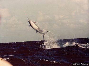 Cairns Black Marlin