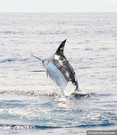 Duarte gets a closeup