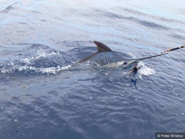 Madeira - Blue Marlin