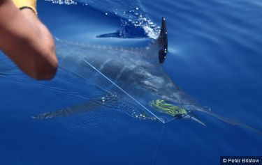 Madeira Blues