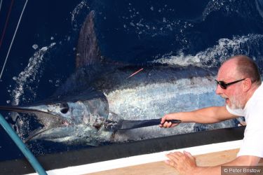 Madeira Blue Marlin
