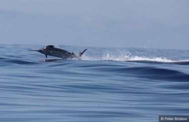 Madeira big Blues