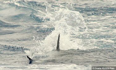 Blue Marlin attack