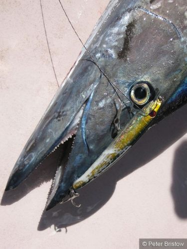 Wahoo in Madeira
